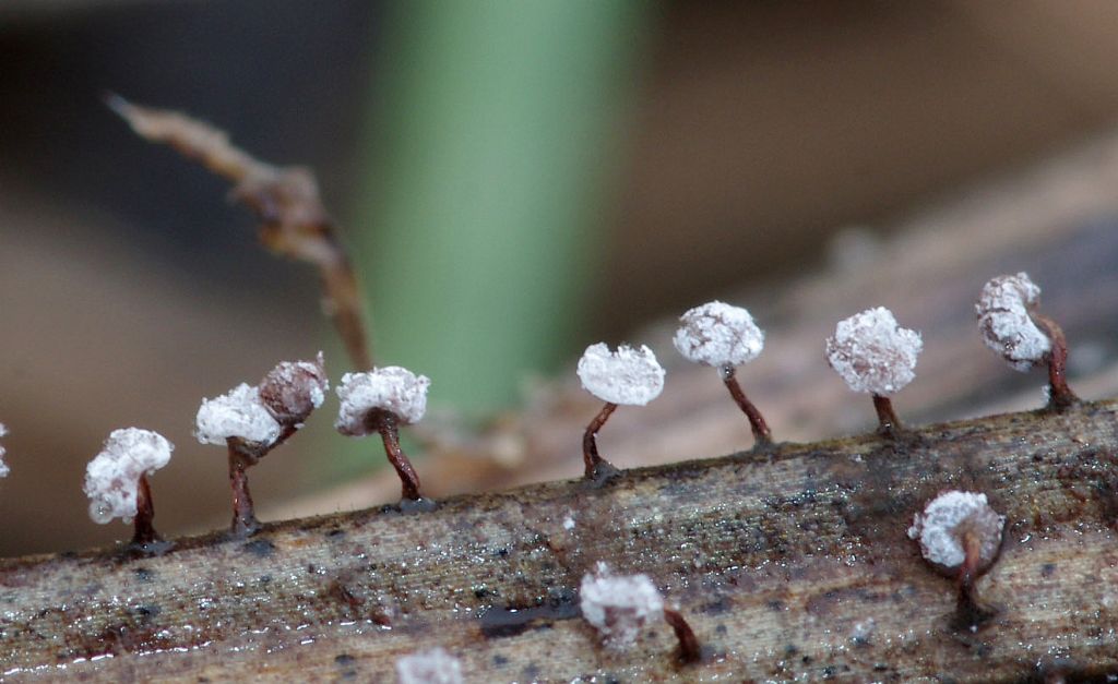 Physarum cf pusillum